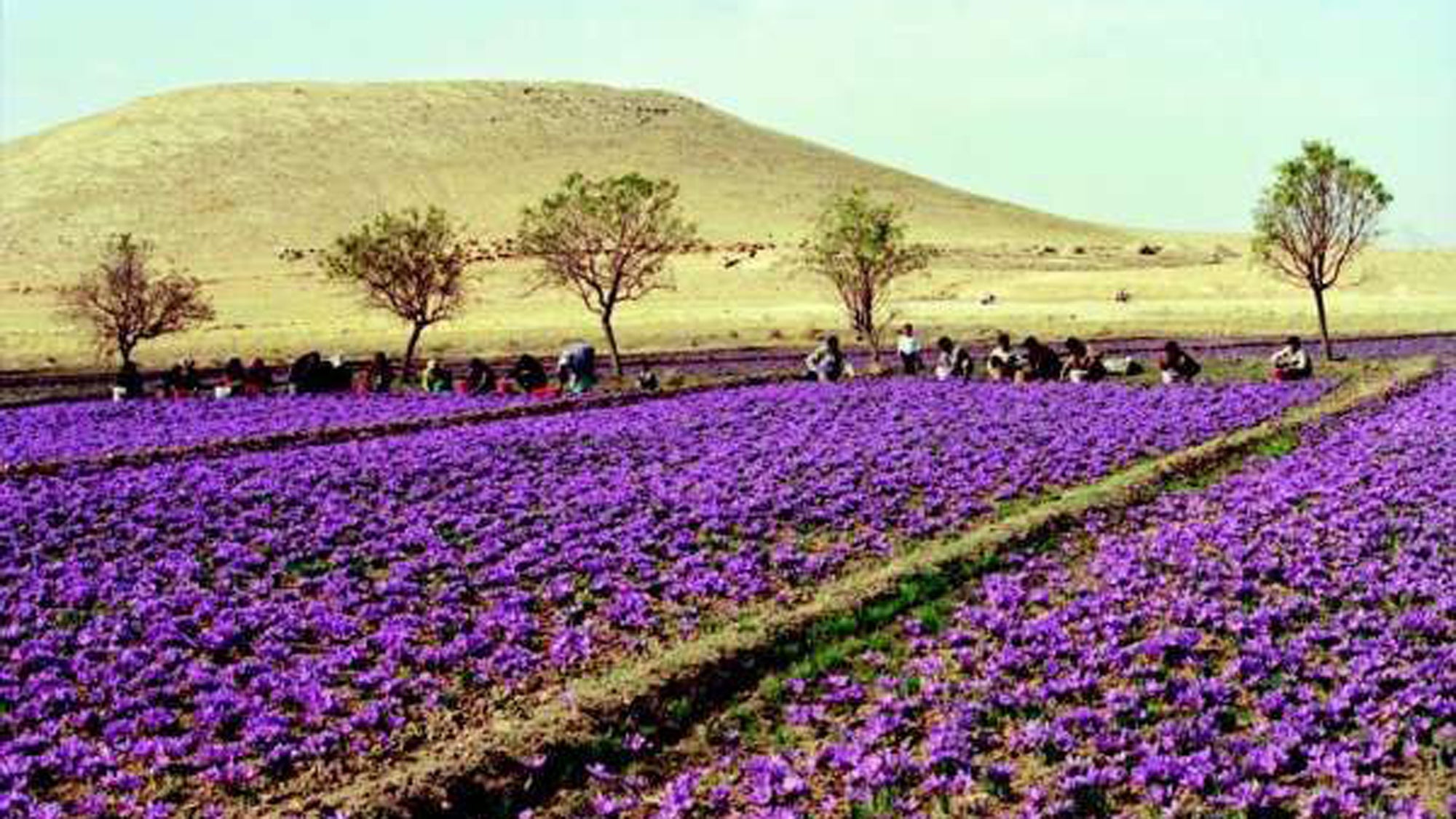 Saffron – the facts about the world’s most expensive spice